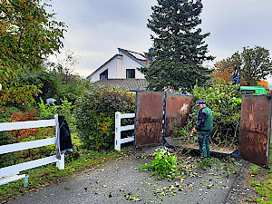 Baumschnitt